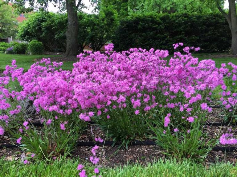 2016 Ohio State University Field Trials