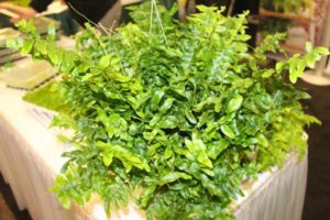 Nephrolepsis exaltata ‘Stingray’ (Vitro Plus)