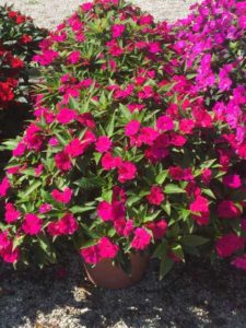 2016 Ohio State University Field Trials