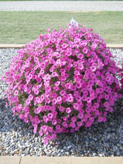 2016 C. Raker & Sons Field Trials Results