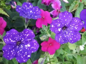 2016 Pike Creek Horticulture Center Field Trials Results