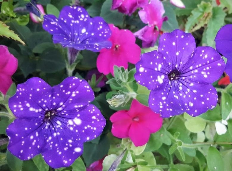 2016 Pike Creek Horticulture Center Field Trials Results