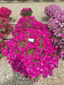 2016 Ohio State University Field Trials