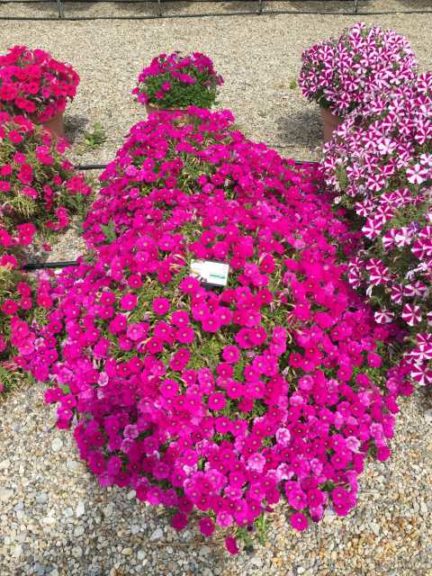 2016 Ohio State University Field Trials