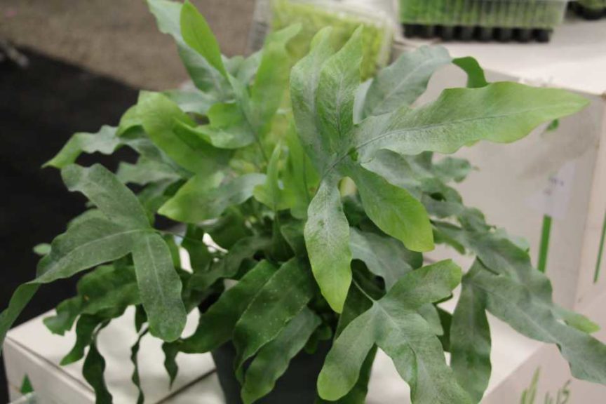 Phlebodium aureum ‘Blue Star’ (Vitro Plus)