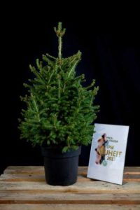 Picea abies 'Little Santa' from Baumschule Artmeyer