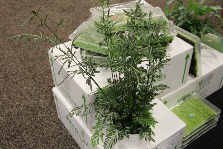 Pteris ensiformis ‘Silver Lace’ (Vitro Plus)