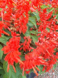 2016 C. Raker & Sons Field Trials Results