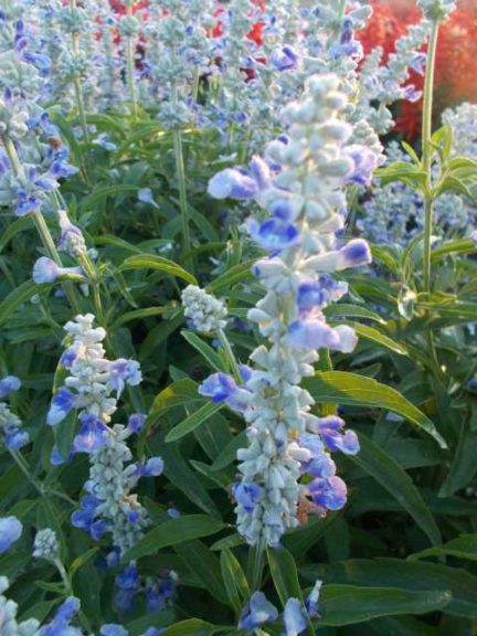 2016 C. Raker & Sons Field Trials Results