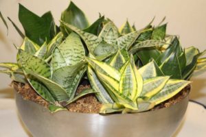 Sansevieria ‘Starpower’ (ForemostCo, Inc.)