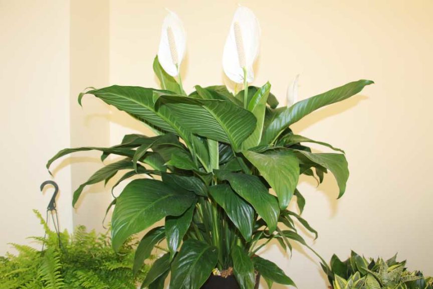 Spathiphyllum ‘Bingo’ (ForemostCo, Inc.)