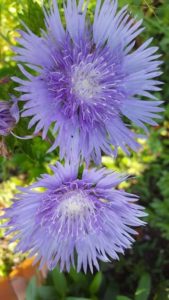 2016 Pike Creek Horticulture Center Field Trials Results