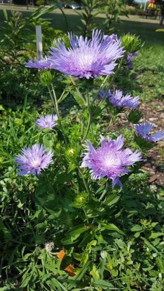 2016 Pike Creek Horticulture Center Field Trials Results