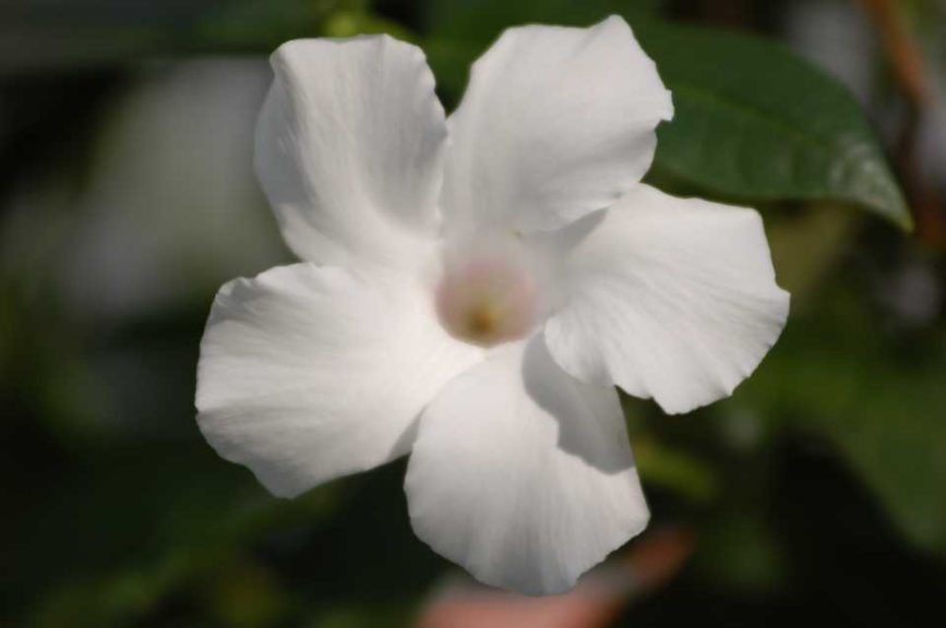 Mandevilla ‘Sun Parasol Pure White’ (Suntory Flowers) 