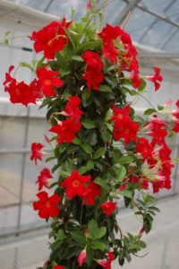 Dipladenia ‘Sundenia Crimson’ (Suntory Flowers) 