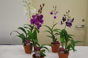 The SV Dendrobium Compacta Orchid (Silver Vase)