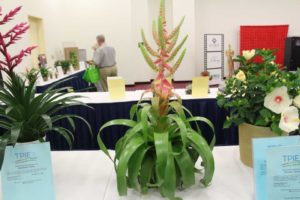 Tillandsia ‘Samantha’ (Deroose Plants, Inc.)