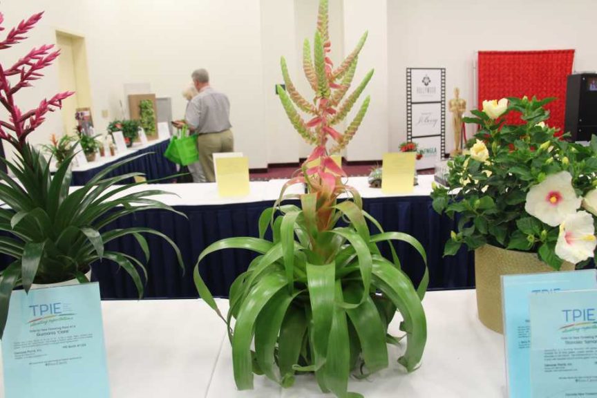 Tillandsia ‘Samantha’ (Deroose Plants, Inc.)