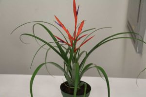 Tillandsia ‘Spirit’ (Corn. Bak B.V.)