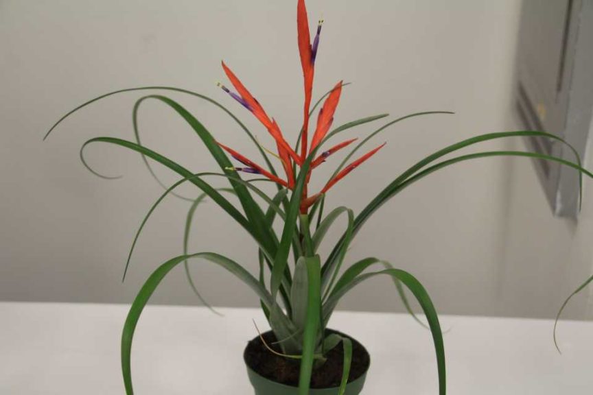 Tillandsia ‘Spirit’ (Corn. Bak B.V.)