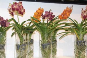 Vandi Orchids (Silver Vase)