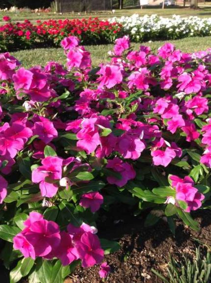 2016 Ohio State University Field Trials