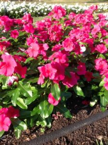 2016 Ohio State University Field Trials