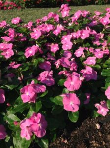 2016 Ohio State University Field Trials