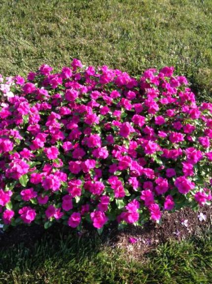 2016 Ohio State University Field Trials