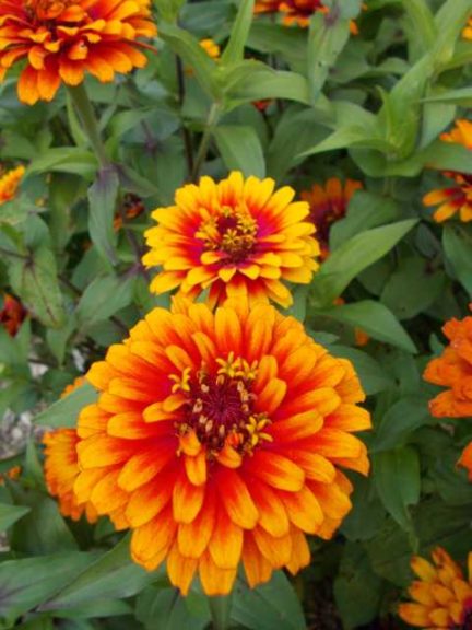 2016 C. Raker & Sons Field Trials Results