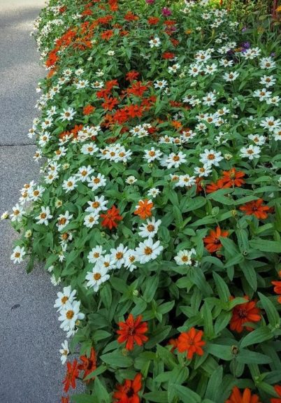 2016 Pike Creek Horticulture Center Field Trials Results