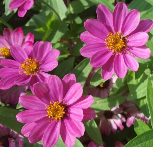 2016 Pike Creek Horticulture Center Field Trials Results