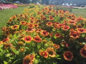 2016 Ohio State University Field Trials
