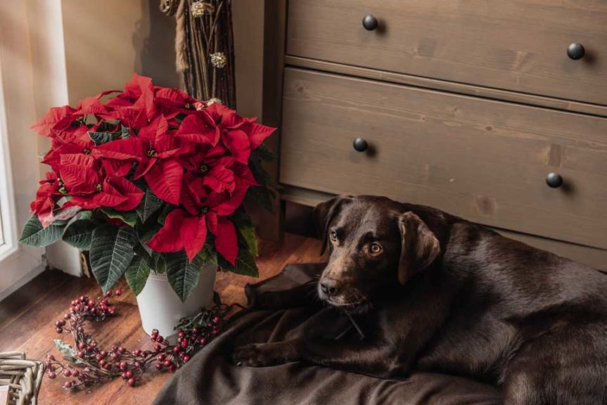Poinsettia (Euphorbia) ‘Bouquet’ (Dümmen Orange)