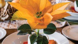 5 Ways to Tie Poinsettias to Lifestyle Trends for Increased Sales