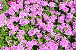 2016 Iowa State University Field Trials Results