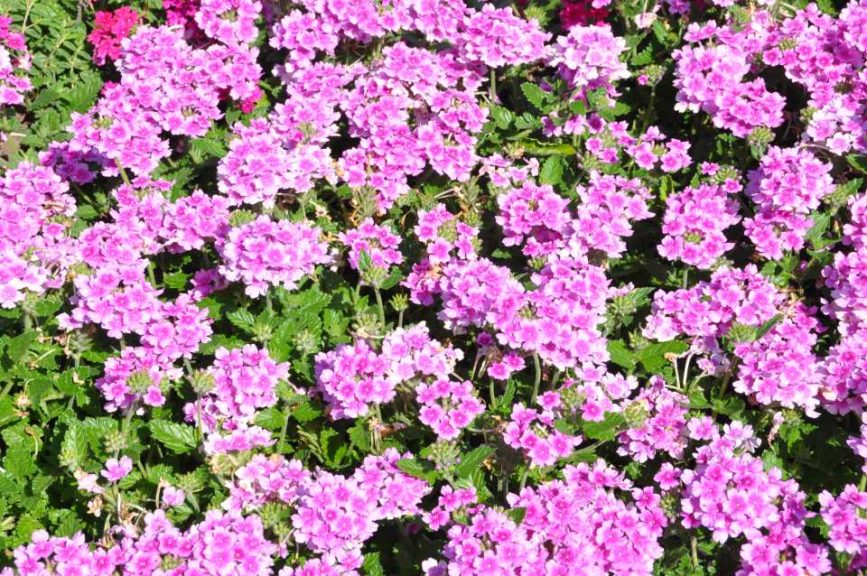 2016 Iowa State University Field Trials Results