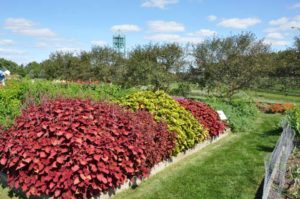 2016 Iowa State University Field Trials Results