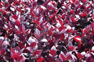 2016 Iowa State University Field Trials Results