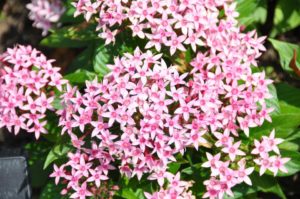 2016 Iowa State University Field Trials Results