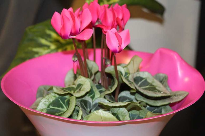 Trendsetting Products and Ideas From TPIE 2017