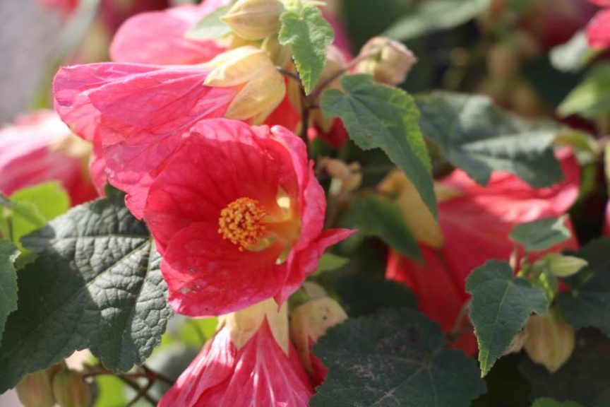 2017 Costa Farms Season Premier