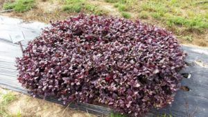 2016 Texas A&M University Field Trials Results