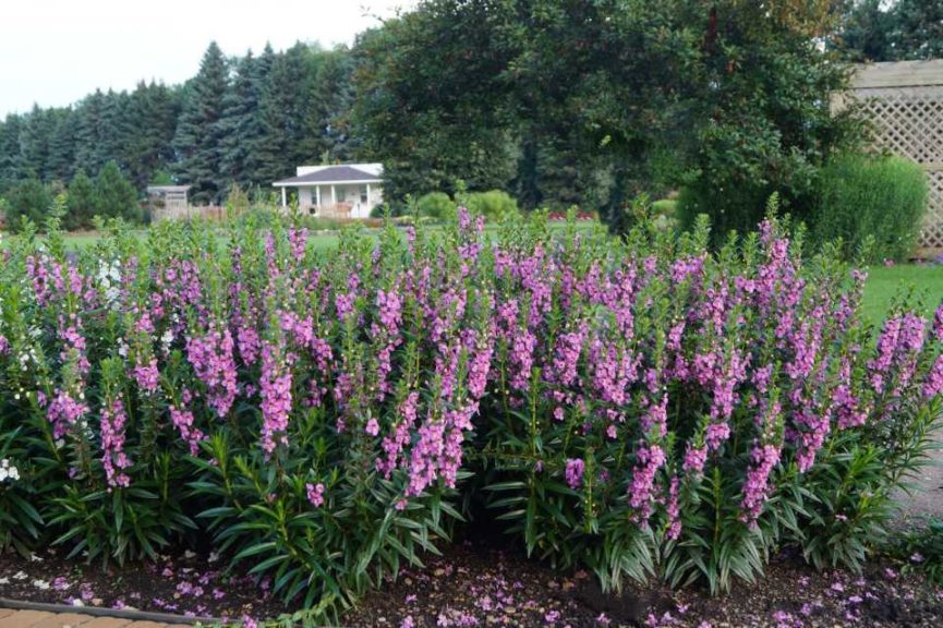 2016 University of Minnesota Field Trials Results