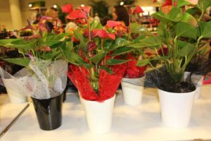 Trendsetting Products and Ideas From TPIE 2017