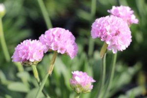 2017 Costa Farms Season Premier