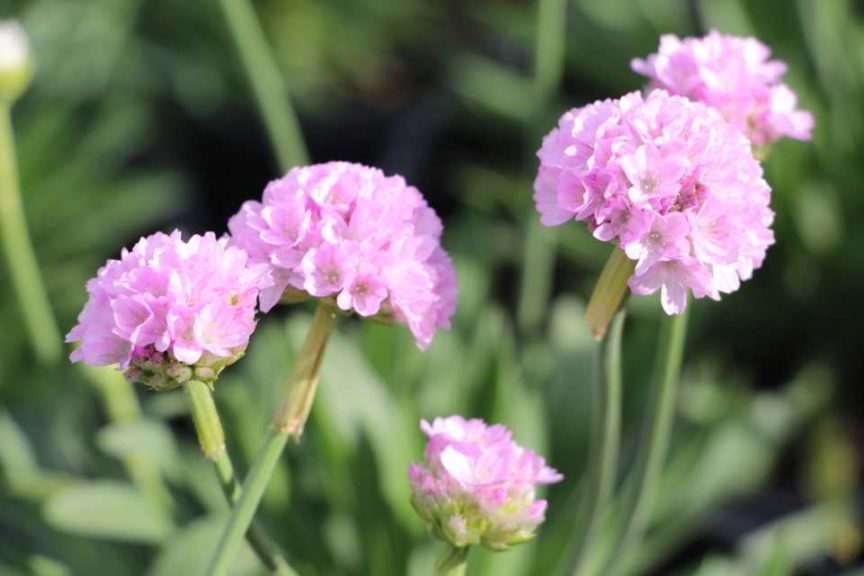 2017 Costa Farms Season Premier