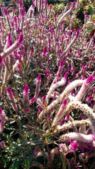 2016 Iowa State University Field Trials Results