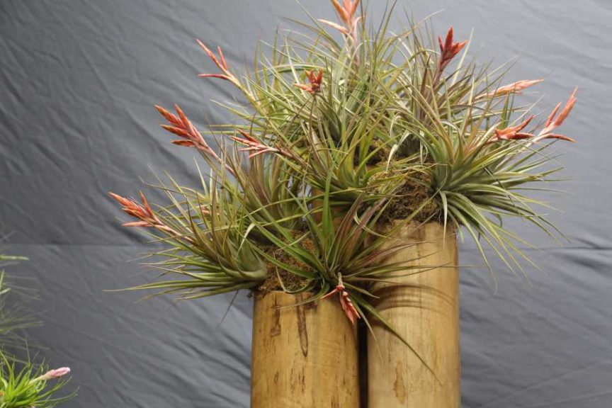 Trendsetting Products and Ideas From TPIE 2017