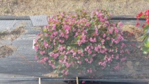 2016 Texas A&M University Field Trials Results